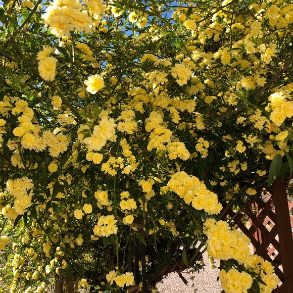 Meet your Posher, Lea - Picture 1 of 1